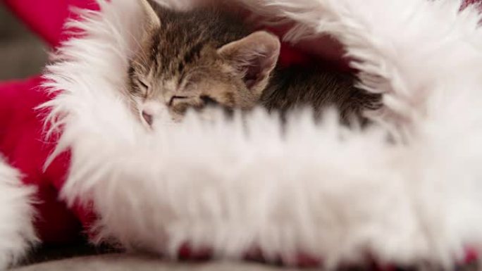 戴着毛茸茸的红白圣诞老人帽子睡觉的小猫