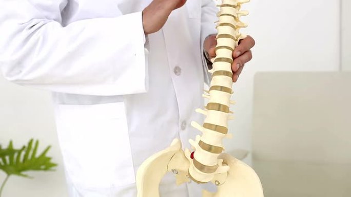 脊椎按摩师向相机展示脊柱模型