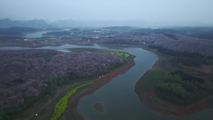 贵州平坝樱花4K素材【版权可商用】