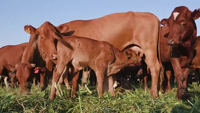 母亲自由放养小牛哺乳