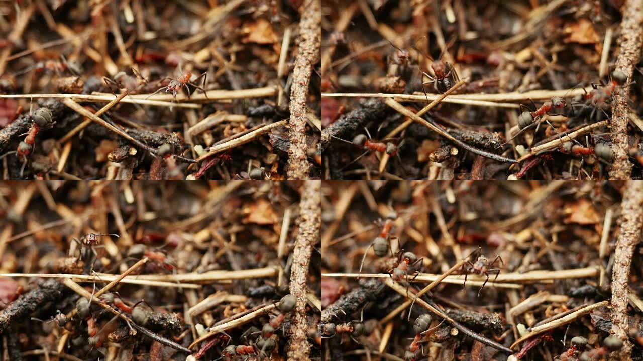 蚂蚁在蚂蚁山工作。