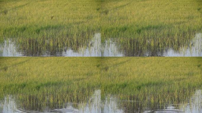 年轻的稻田。湿地水纹