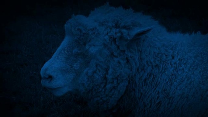 晚上在田野里嚼草的羊
