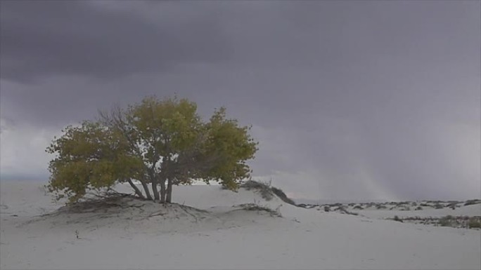 雷暴闪电袭击沙漠中五颜六色的孤树后面
