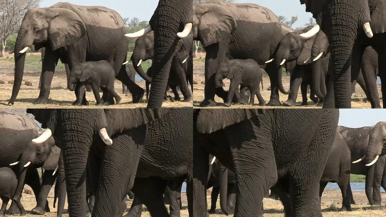 博茨瓦纳奥卡万戈三角洲酒后潮湿的大象群