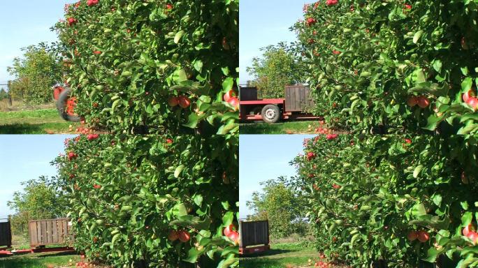 红苹果-果园里的农业