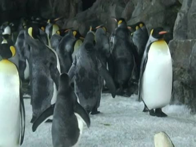 企鹅，追踪镜头企鹅海洋馆野生动物