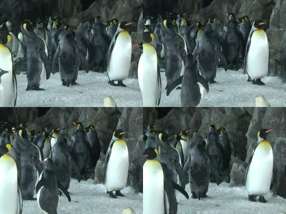 企鹅，追踪镜头企鹅海洋馆野生动物
