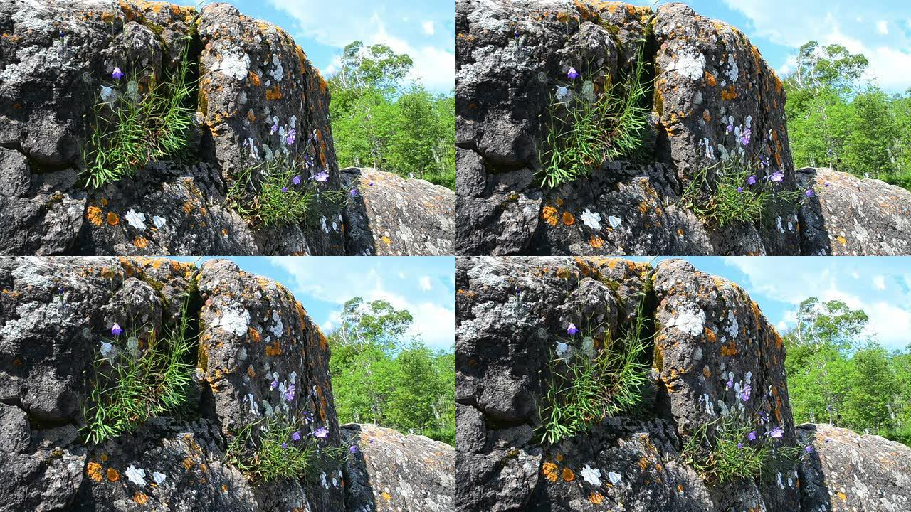 岩石表面生长的花朵