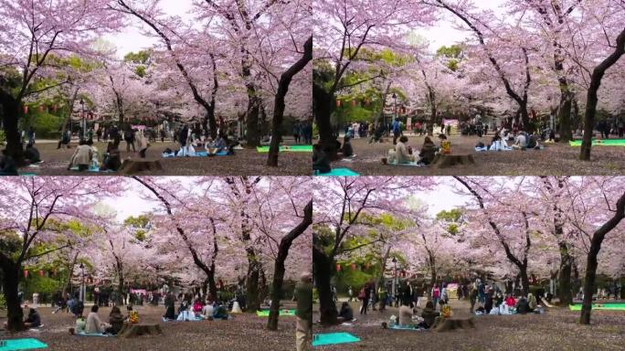 东京上野公园的樱花