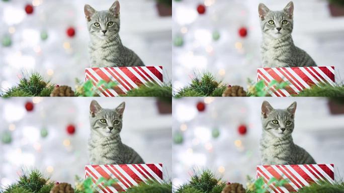 圣诞节的小猫