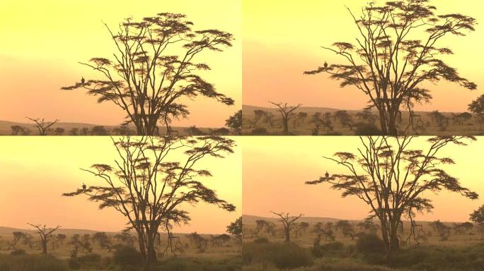 坦桑尼亚塞伦盖蒂金光日落时，秃鹰栖息在高大的金相思树上