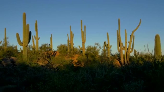令人惊叹的高大仙人掌仙人掌生长在令人惊叹的阳光明媚的亚利桑那州沙漠