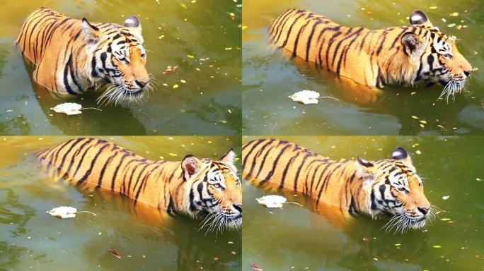 老虎游泳