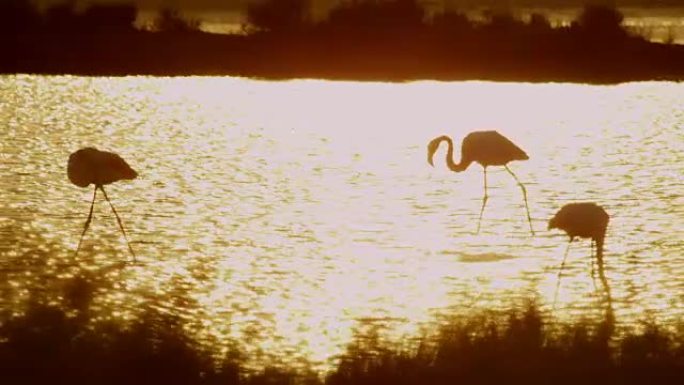 美丽的金色日落时水中的火烈鸟