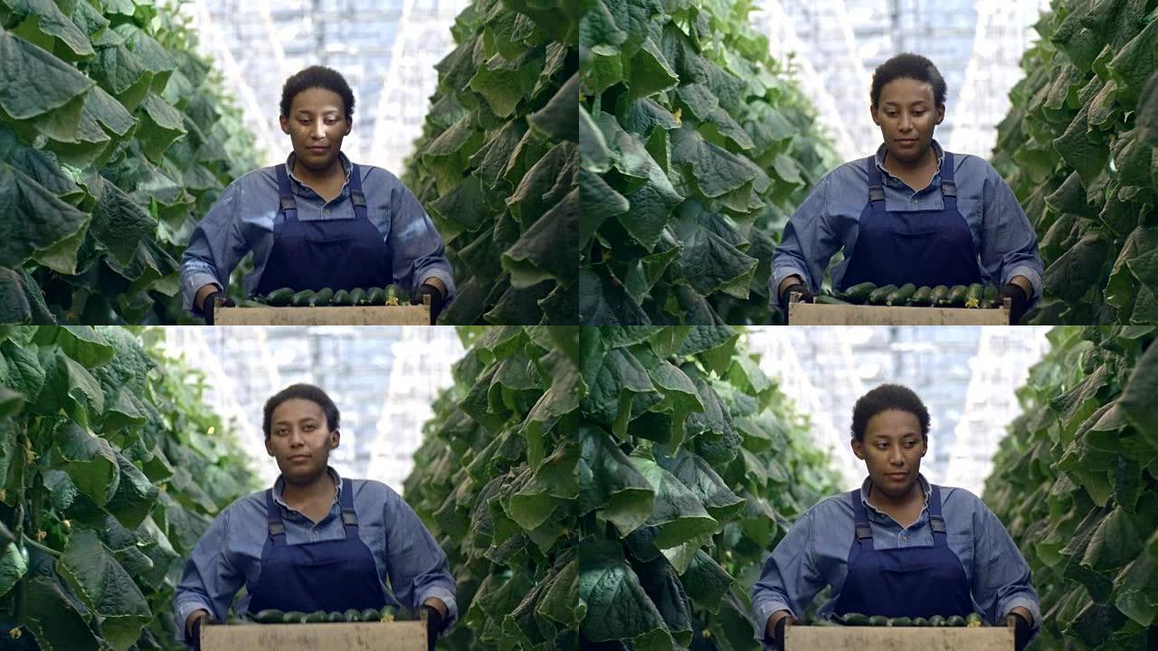 非洲温室工人携带黄瓜