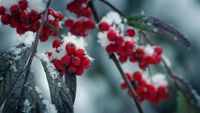 降雪中树枝上的红色浆果