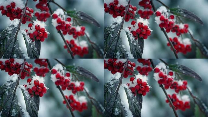 降雪中树枝上的红色浆果