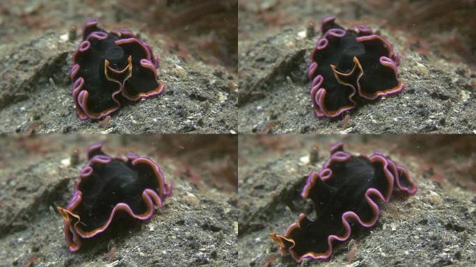 扁虫（海蛞蝓）扁虫海蛞蝓