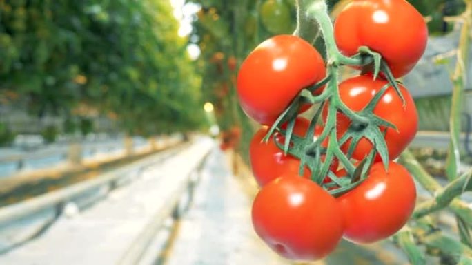 一簇红色西红柿的模糊图像变得聚焦。
