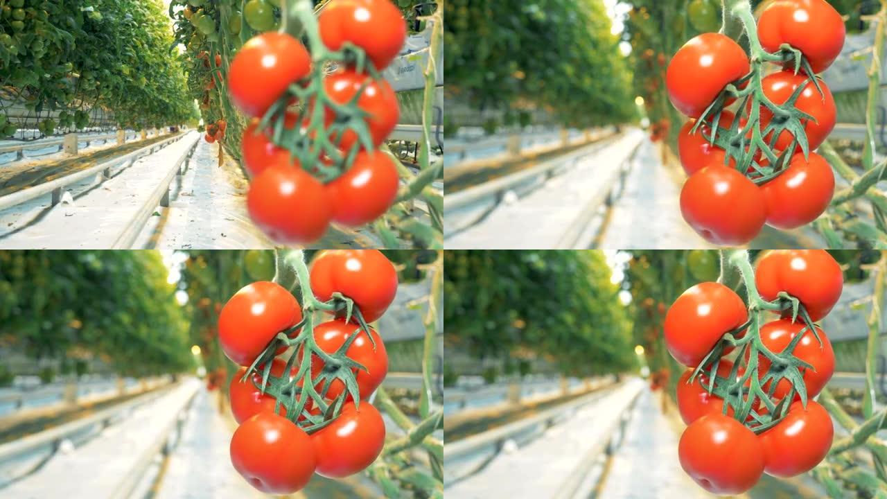 一簇红色西红柿的模糊图像变得聚焦。