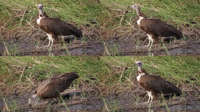 在博茨瓦纳奥卡万戈三角洲的河流边缘，戴兜帽的秃鹰喝酒的特写镜头