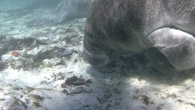 海牛热带鱼群海洋大海野生动物