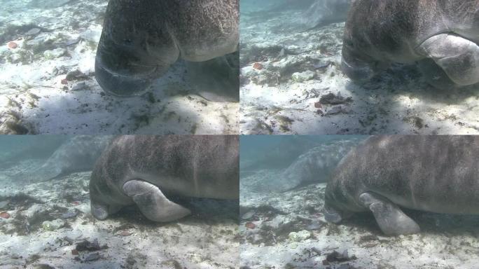 海牛热带鱼群海洋大海野生动物