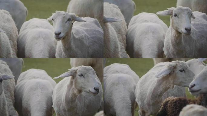 面对绵羊