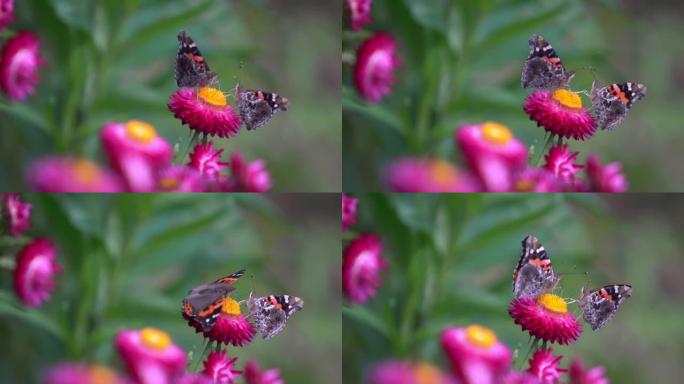 4k的蝴蝶吃花粉花。