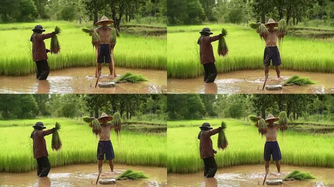 农民在雨季种植水稻。他被水和泥浸泡，准备种植。