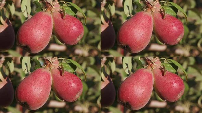 果树上生长的一堆梨