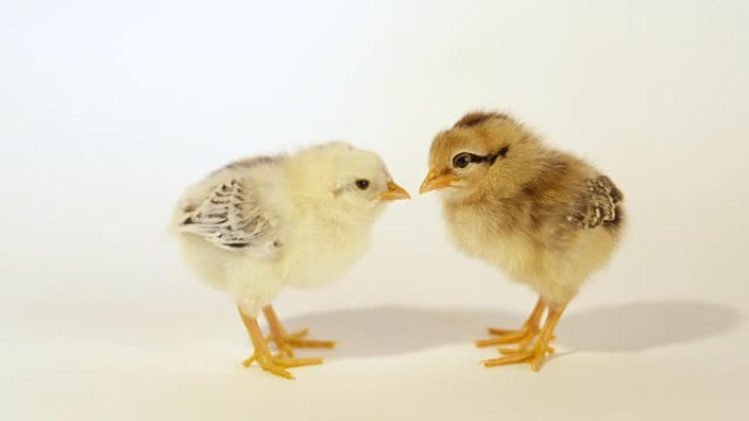 慢动作特写: 白色背景下的两只可爱的小小鸡
