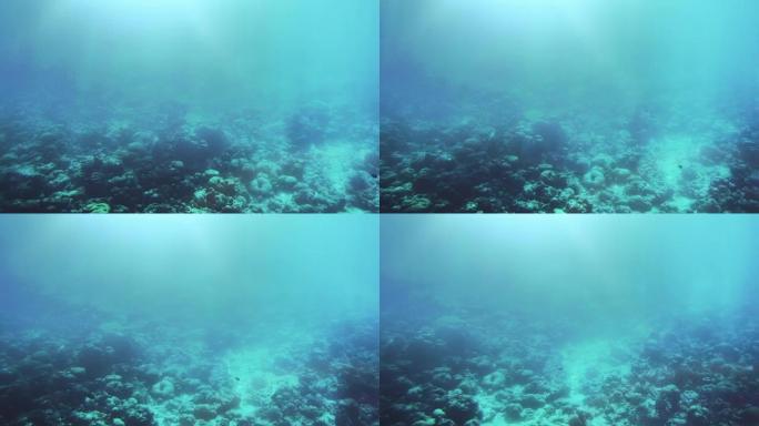 水下拍摄海洋生物、珊瑚礁、鱼类在美丽的海水中颜色的海蓝宝石。