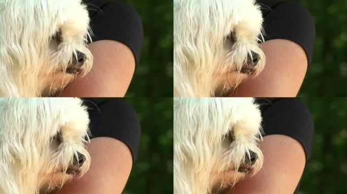 高清: 悲伤的小狗