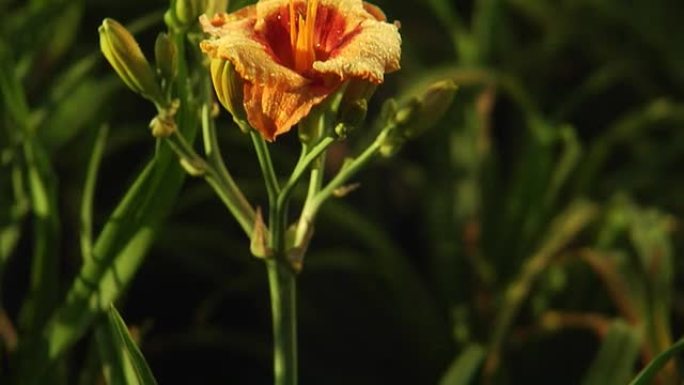 草原花：桔黄色清新黄色花朵