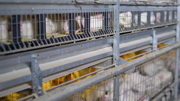 两排垂直的养鸡场笼子的特写视图。