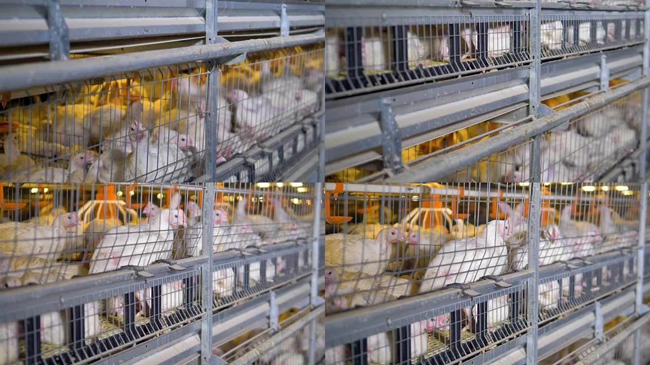 两排垂直的养鸡场笼子的特写视图。