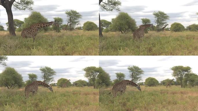 特写: 高大的长颈鹿弯腰，在大树的树荫下在杂草上觅食