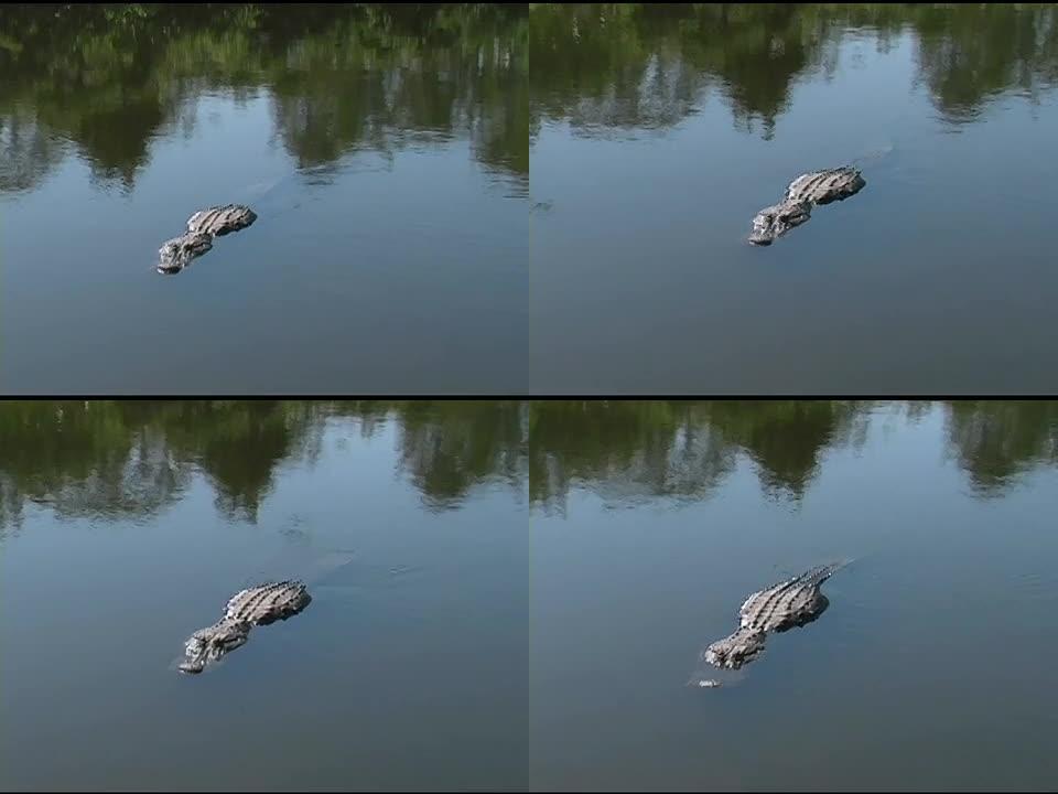鳄鱼游向镜头鳄鱼游向镜头