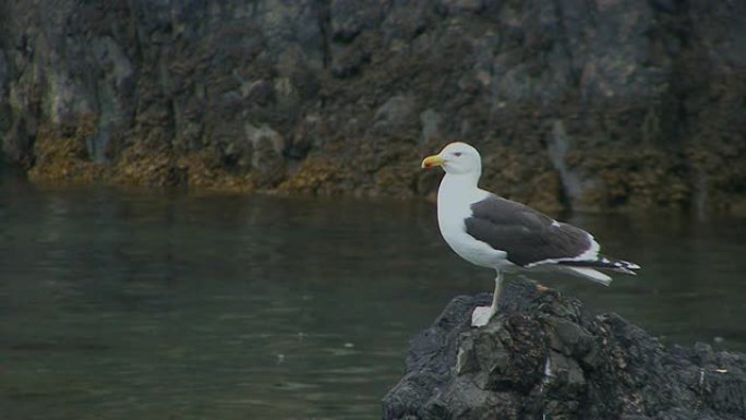 大黑背鸥（Larus marinus）