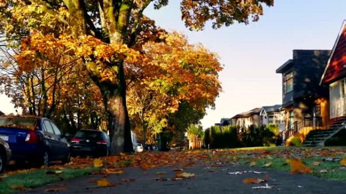 秋天的郊区，树叶覆盖地面