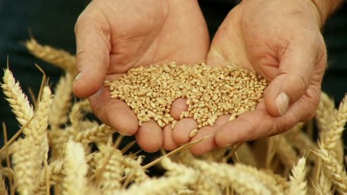 高清慢动作: 农民拿着小麦谷物