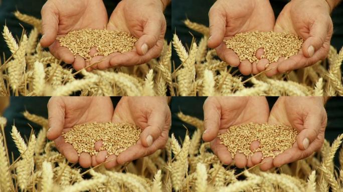 高清慢动作: 农民拿着小麦谷物