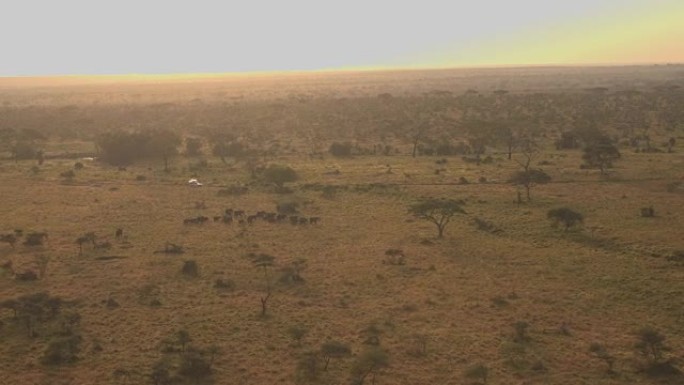 空中: Safari吉普车游戏将游客驱赶在稀树草原上行走的野象
