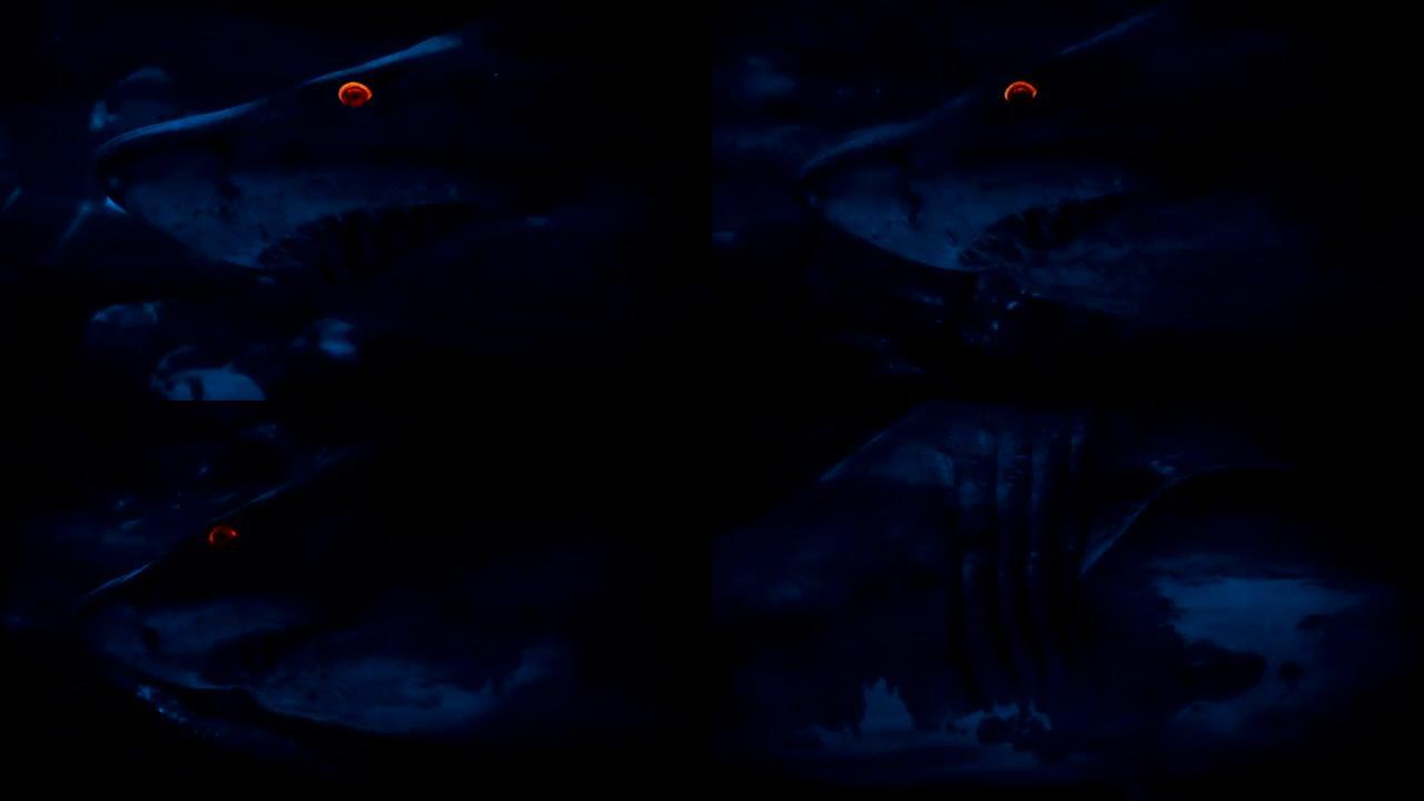 鲨鱼在夜晚用发光的眼睛游过
