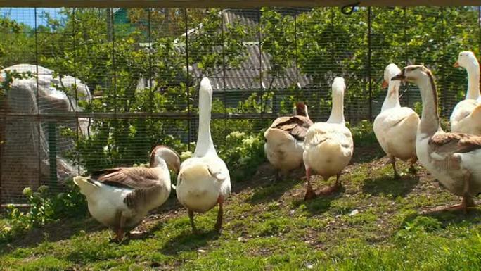 散步的鹅群