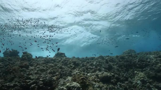 海浪冲破暗礁热带鱼群海洋大海野生动物