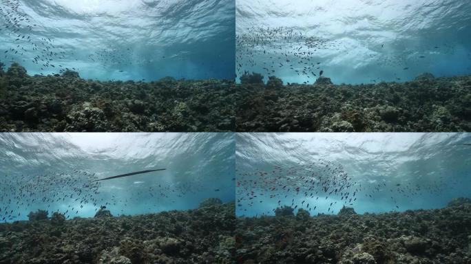 海浪冲破暗礁热带鱼群海洋大海野生动物