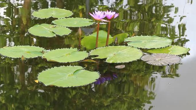 荷花在池塘里逆风而行